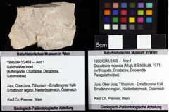 Foto (Objket + Etiketten) von Discutiolira moesica (Muţiu & Bădăluţă, 1971) 